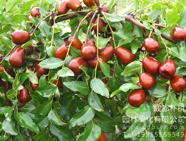 枣树的花是什么样子？