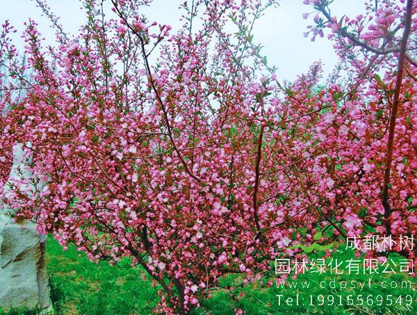 木瓜海棠价格-图片-形态特征-生长环境-分布范围以及主要价值