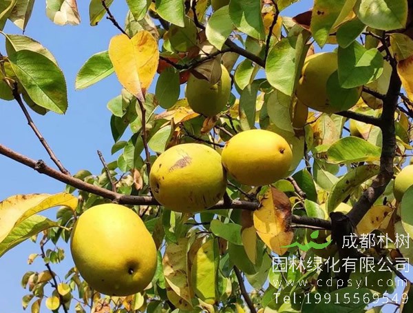 木瓜海棠价格-图片-形态特征-生长环境-分布范围以及主要价值