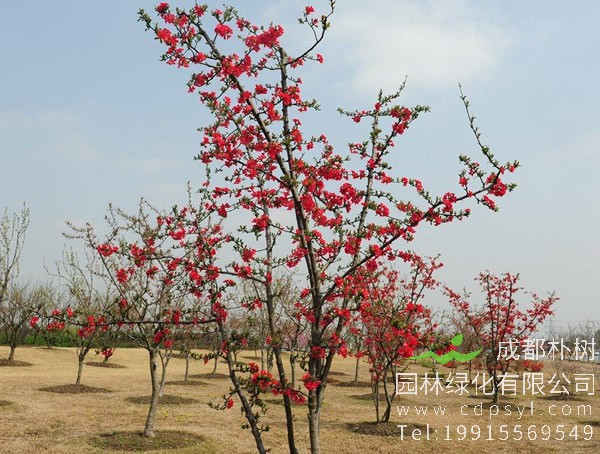 木瓜海棠的繁殖方法、栽培技术以及病害防治方法介绍