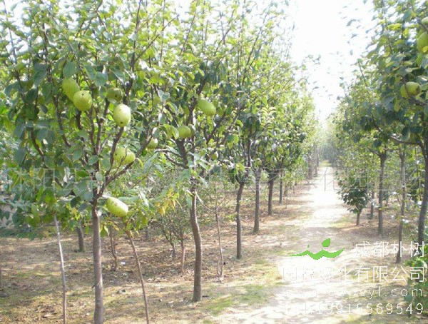 木瓜海棠价格-图片-形态特征-生长环境-分布范围以及主要价值