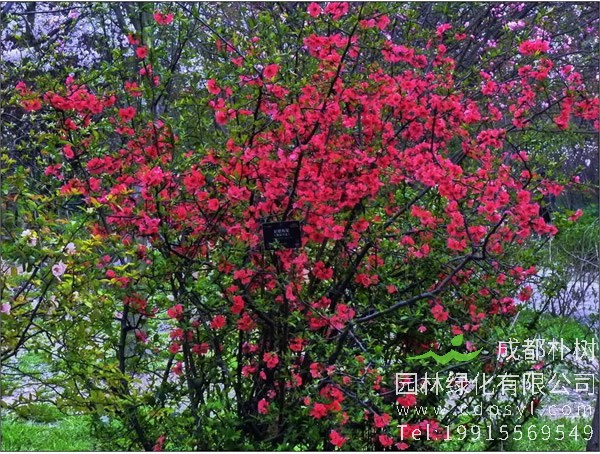 木瓜海棠价格-图片-形态特征-生长环境-分布范围以及主要价值