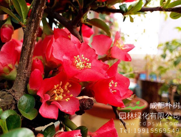 北美海棠和木瓜海棠的区别有哪些？