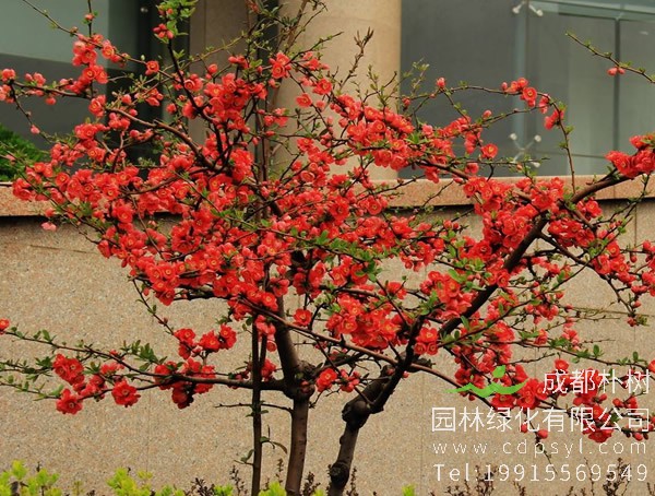 木瓜海棠为啥不开花？