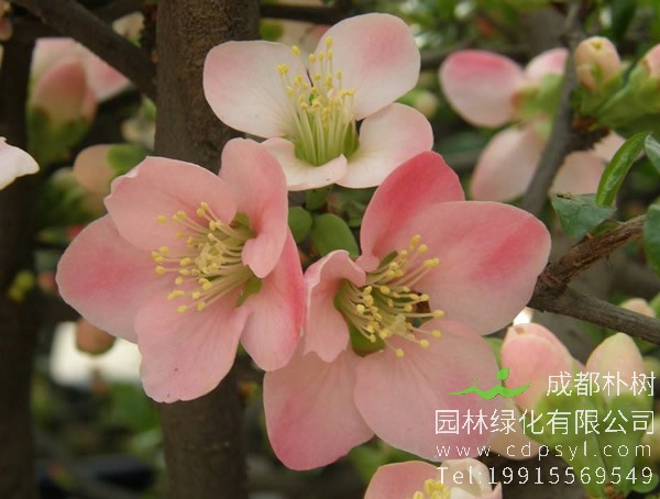 如何区别木瓜海棠与贴梗海棠？