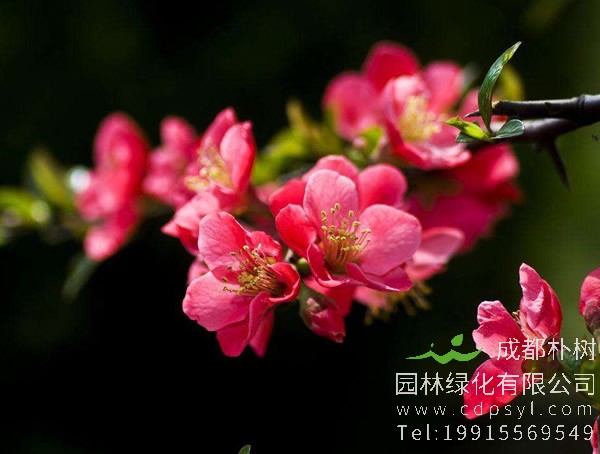 木瓜海棠花能扦插吗？