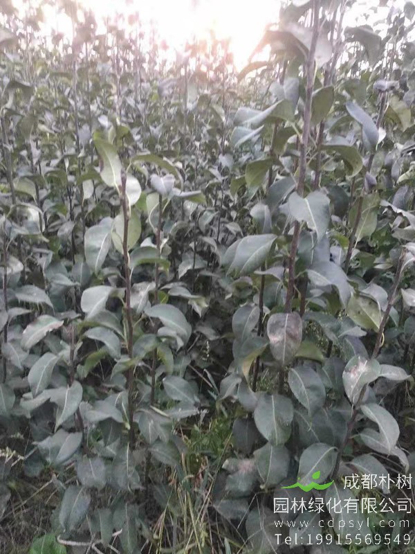 蟠桃树苗什么时间种植或者移栽？