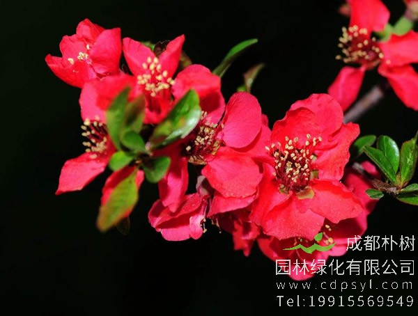 木瓜海棠种植条件有哪些？