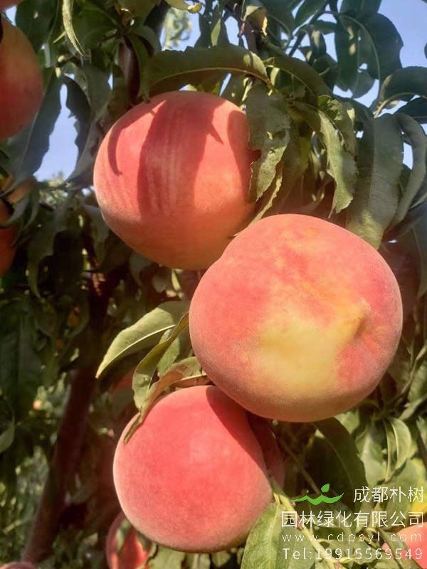 蟠桃树价格-图片-形态特征-植物学特征以及分布范围