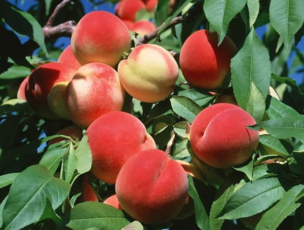 蟠桃树价格-图片-形态特征-植物学特征以及分布范围