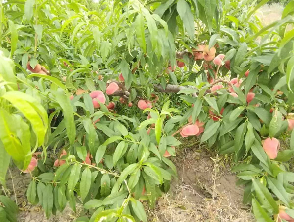 蟠桃树怎么养？蟠桃树怎么繁殖？