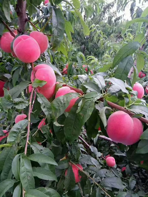 蟠桃树应如何整形修剪？