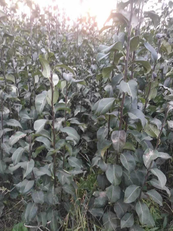 蟠桃树苗什么时间种植或者移栽？