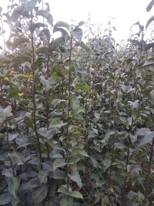 黄金蟠桃树苗一亩栽植多少根？