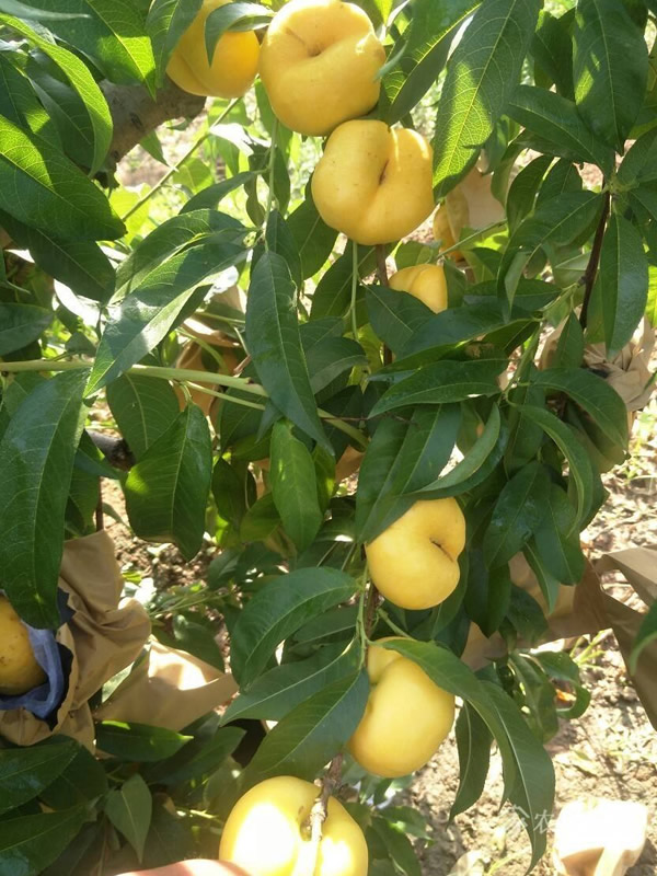 油蟠桃树能大棚种植吗？