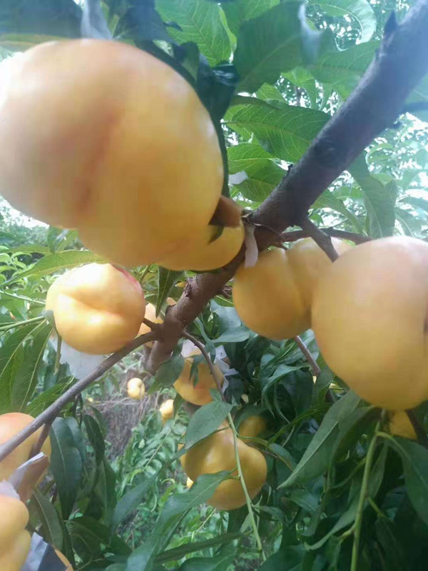 蟠桃树几年开始结果？