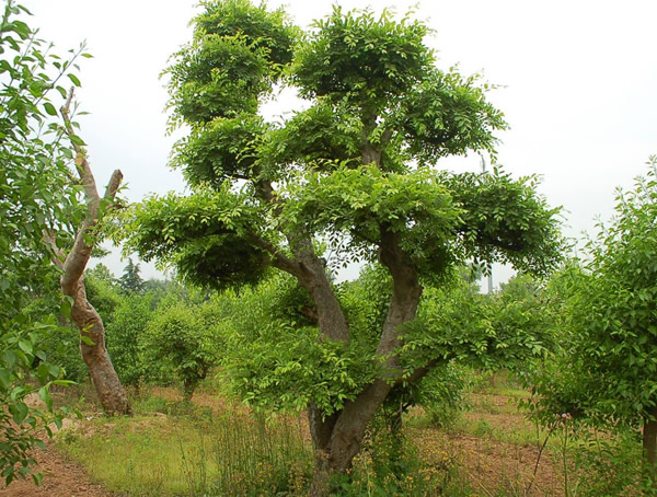 榔榆价格-图片-形态特征-生长习性-地理分布以及主要价值