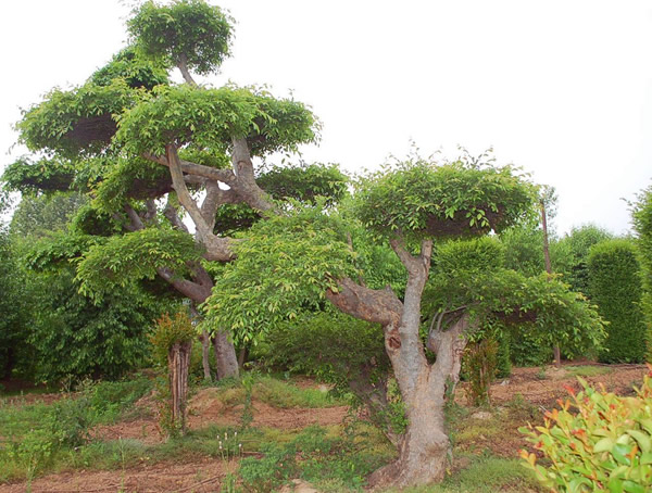 榔榆和榆树有什么区别？