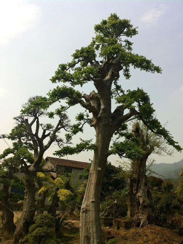 榔榆老桩不带根能活吗？