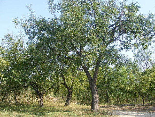 枣树价格-图片-形态特征-产地生境-生长习性-主要价值以及植物文化