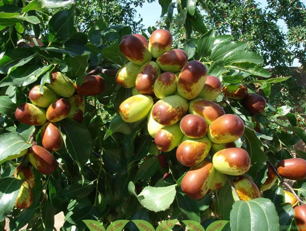 枣树的特点有哪些？