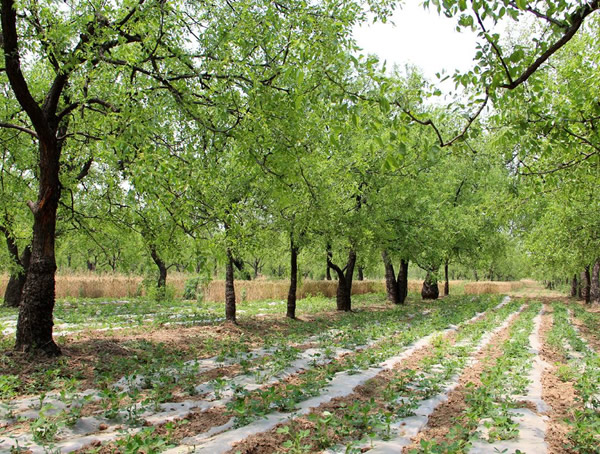 枣树的寿命一般是多少年？
