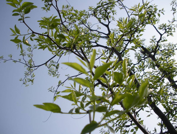 枣树的枝干有什么特点？