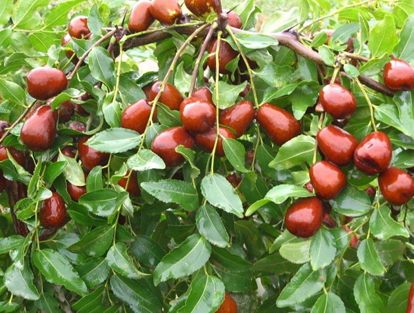 枣树的花是什么样子？