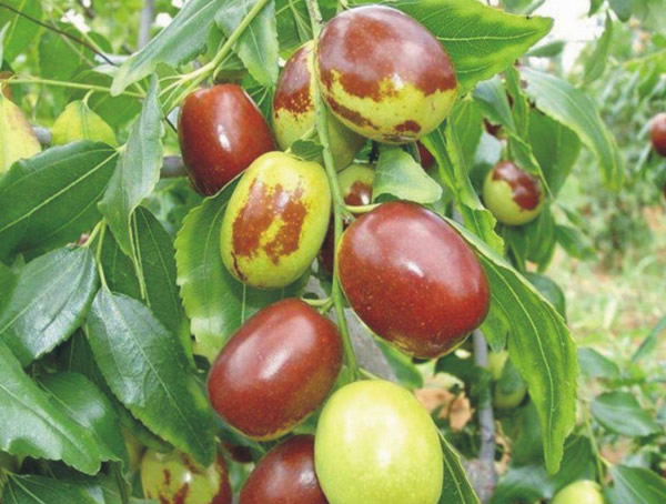 枣树适宜在什么条件下生长？