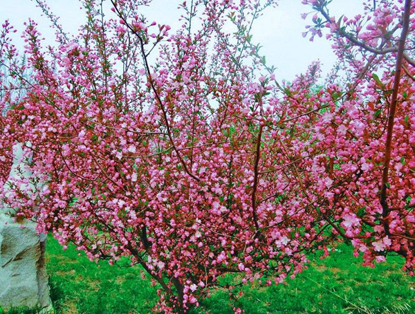 木瓜海棠价格-图片-形态特征-生长环境-分布范围以及主要价值