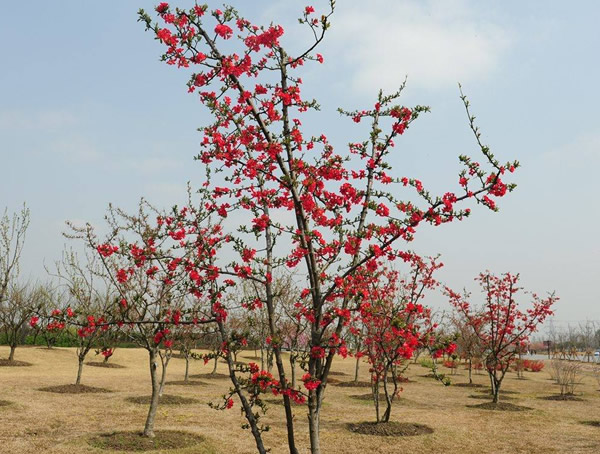 木瓜海棠的果实能吃吗？怎么吃呢？