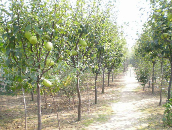 木瓜树与木瓜海棠有什么区别？