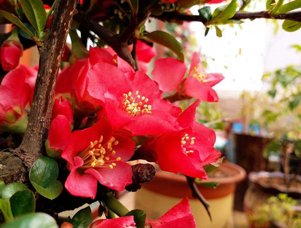 北美海棠和木瓜海棠的区别有哪些？