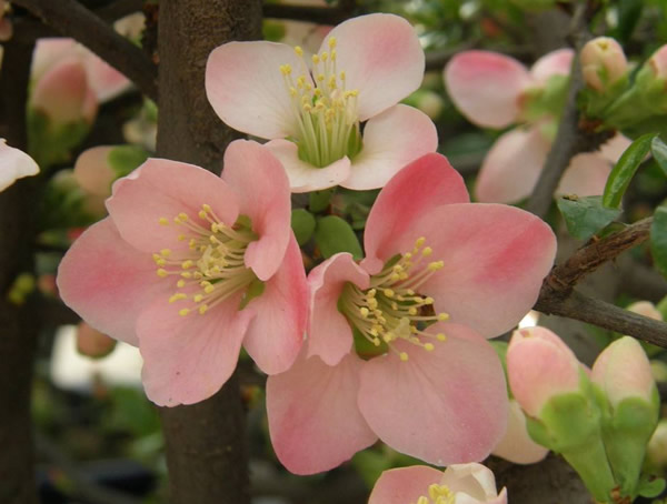 如何区别木瓜海棠与贴梗海棠？