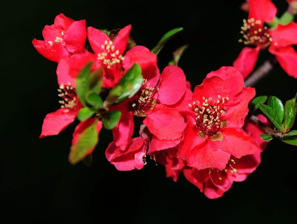 木瓜海棠种植条件有哪些？