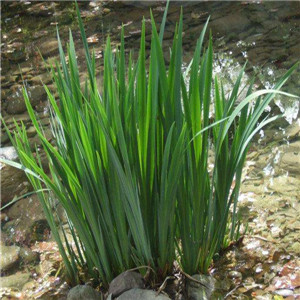 水菖蒲报价