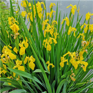 黄菖蒲报价