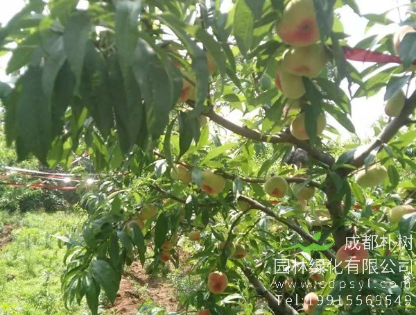 温室大棚蟠桃树的栽培技术介绍