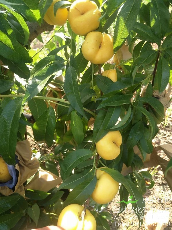 油蟠桃树能大棚种植吗？