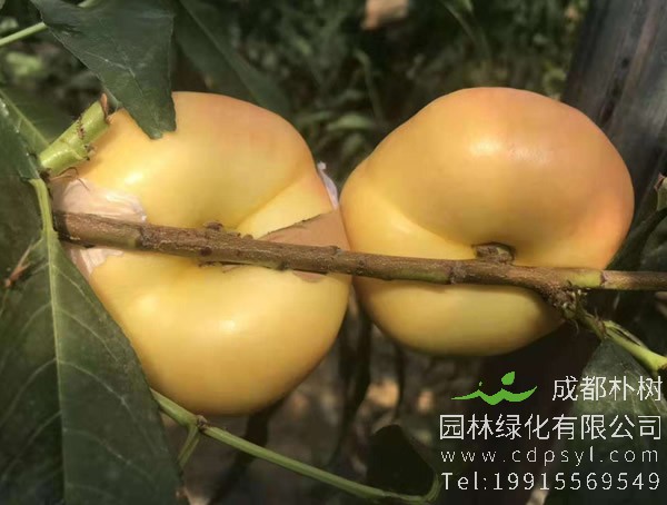 蟠桃树的核可以播种吗？可以种出毛桃吗？