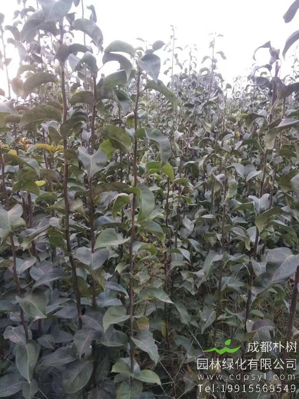 黄金蟠桃树苗一亩栽植多少根？