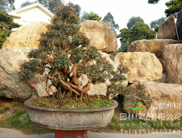 赤楠如何养？赤楠的养殖方法有哪些？