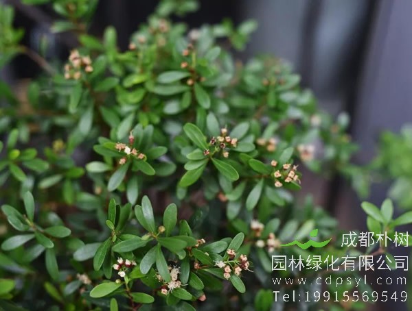 种植小叶赤楠可以用什么肥料？