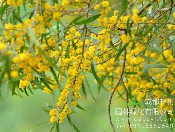 相思树价格-图片-形态特征-分布范围以及主要价值