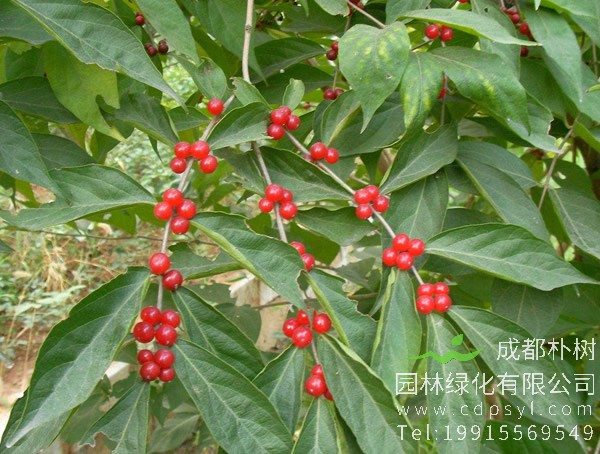 相思树价格-图片-形态特征-分布范围以及主要价值