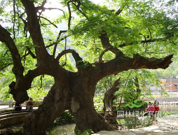 相思树叶子的形状像什么？