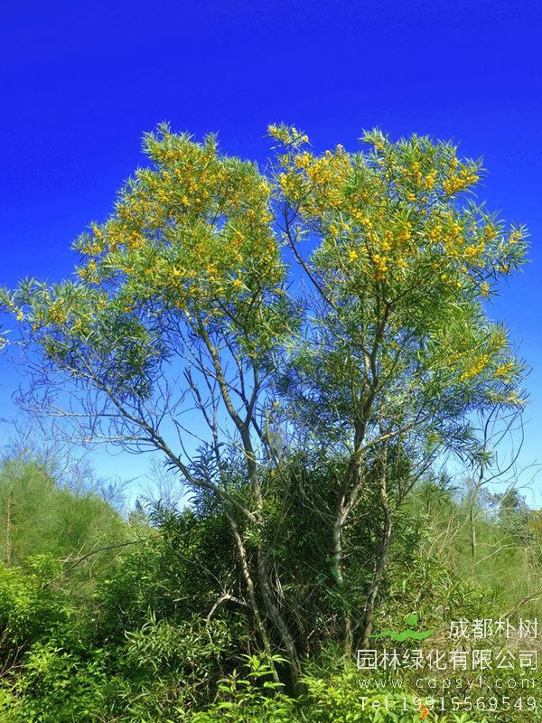 相思树怎么养？