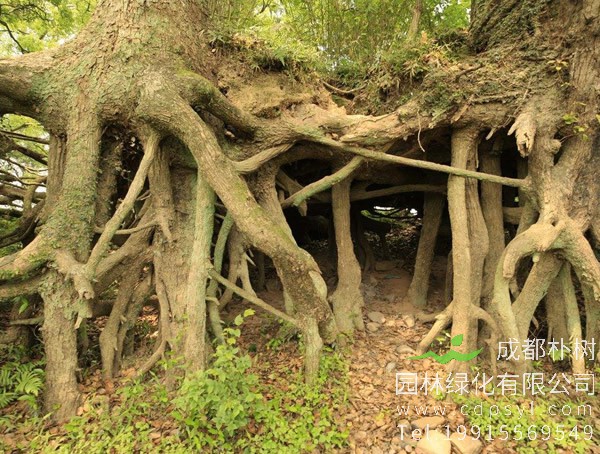 相思树种植几年之后开花结果？