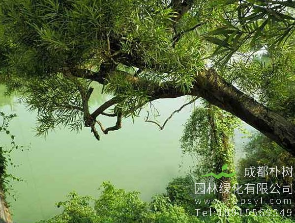 檀香与相思树怎么区分？有哪些不同点？