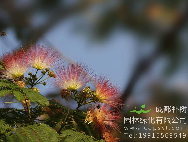 相思树可以盆栽吗？